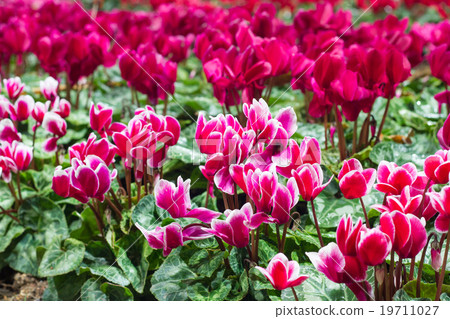 Winter flowers: cyclamen flowers in greenhouse 19711027