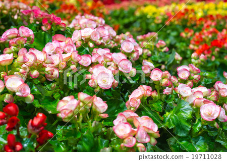 Begonia flowers in the garden Begonia flowers in the garden 19711028