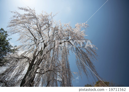 垂枝櫻花 垂枝櫻花 19711562