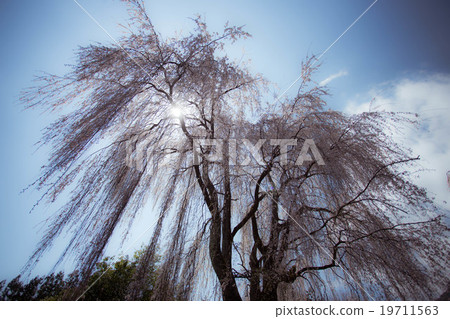 垂枝櫻花 垂枝櫻花 19711563