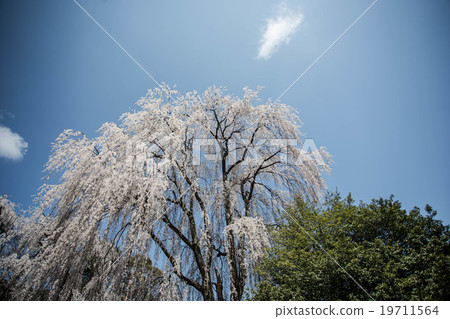 垂枝櫻花 垂枝櫻花 19711564