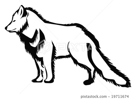 arctic fox 19711674