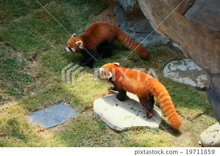 Red panda walking Red panda walking 19711859