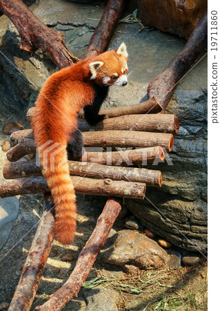 Red panda at zoo Red panda at zoo 19711860