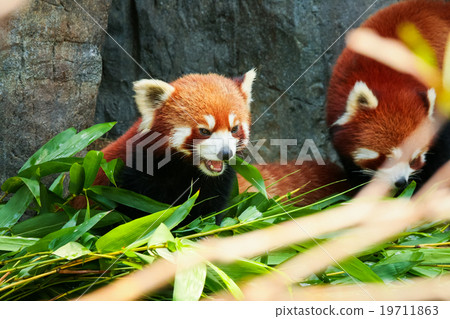 Cute red panda laying down 19711863