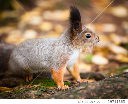 Eurasian red squirrel in the wild 19711865