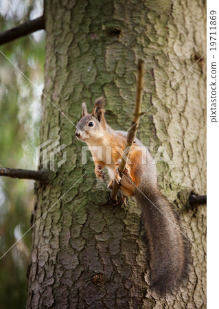 Eurasian red squirrel in the tree Eurasian red squirrel in the tree 19711869
