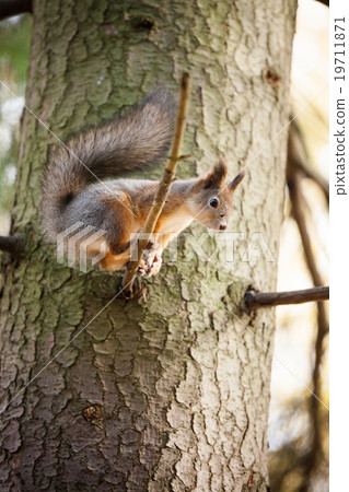 Eurasian red squirrel in the tree 19711871