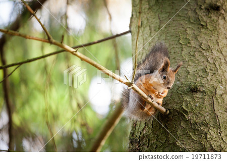 Eurasian red squirrel in the tree Eurasian red squirrel in the tree 19711873