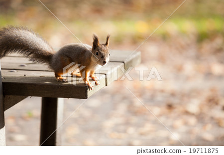 Eurasian red squirrel in the wild Eurasian red squirrel in the wild 19711875