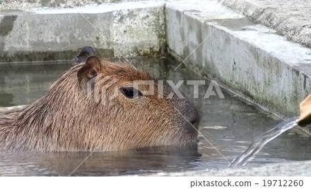 Capybara... "♪ Good water~" 19712260