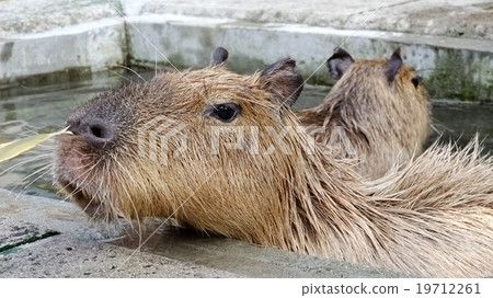 Capybara · · · "Sasa is delicious!" 19712261