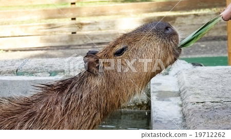 Capybara · · · "Sasa is delicious!" 19712262