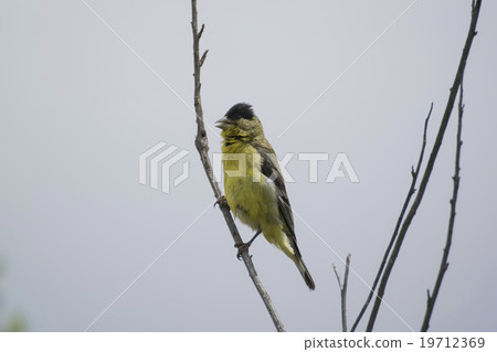 Scutellaria japonica 19712369