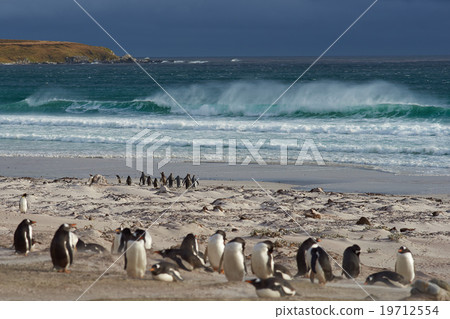 Penguin Beach - Falkland Islands 19712554