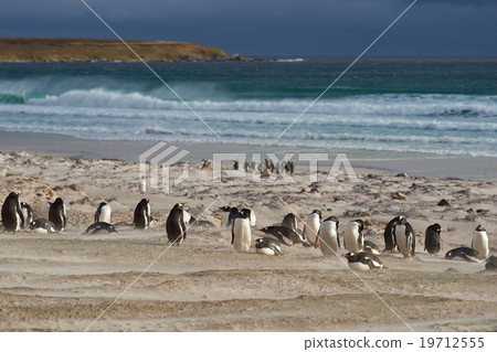 Penguin Beach - Falkland Islands Penguin Beach - Falkland Islands 19712555