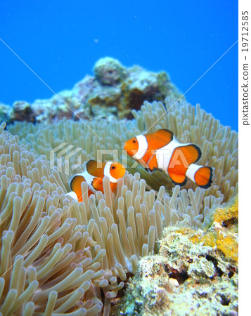 小丑anemonefish的父親和小父母? 小丑anemonefish的父親和小父母? 19712585