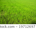 Paddy rice farm 19712697