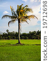 Paddy rice farm 19712698