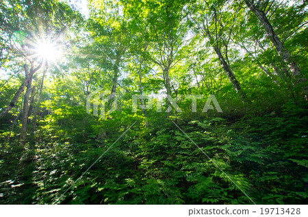 森林 19713428