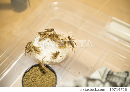 食物板球 19714726