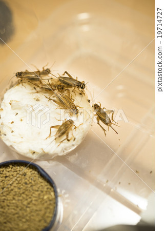 Cricket for food 19714727