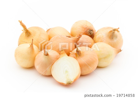 Kodama Onegi：金珍珠洋蔥 19714858