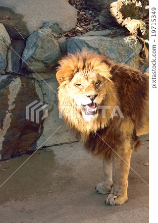非洲獅 19715349