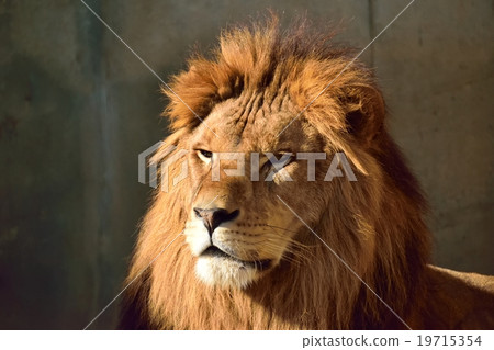 African Lion 19715354