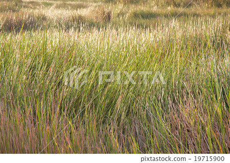 Green rice field at sunset 19715900