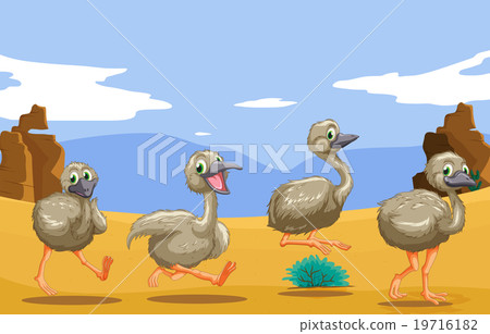 Little ostriches running in the desert 19716182