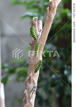 雄鹿甲蟲幼蟲 雄鹿甲蟲幼蟲 19716319