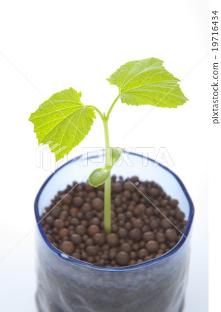 戈雅的年輕葉子 戈雅的年輕葉子 19716434