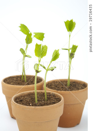 Goya's young leaves Goya's young leaves 19716435