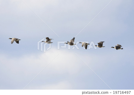 偉大的山雀組 偉大的山雀組 19716497