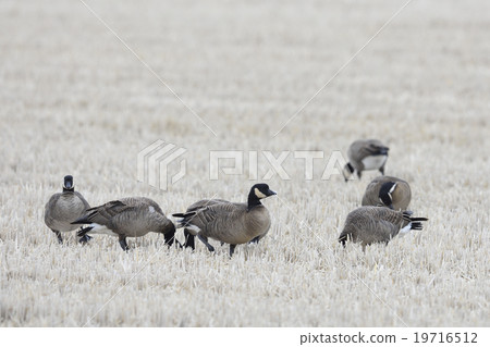 一群山雀 一群山雀 19716512