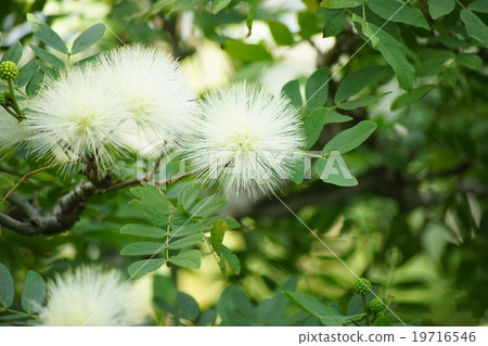 White flower bamboo shoot 19716546