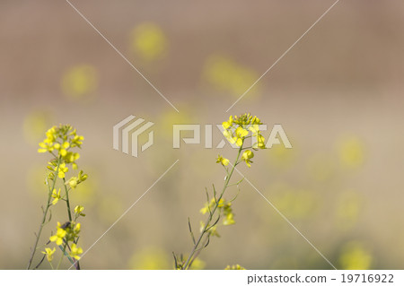 海藻芥末 19716922