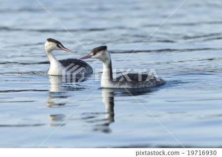 Great crested grebe 19716930