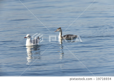 Great crested grebe Great crested grebe 19716934