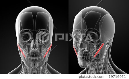 medical illustration of the zygomaticus major 19716951