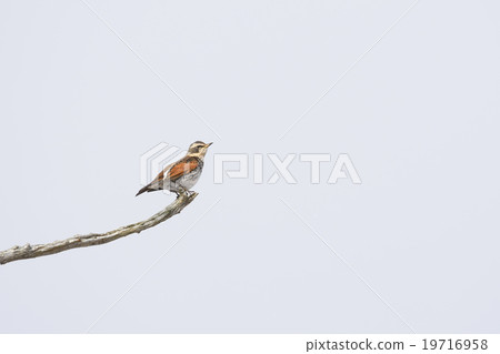 Thrush of snowfall 19716958