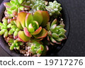 Planting succulent plants 19717276