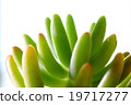 Yachiyo of succulent plants 19717277