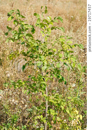 one yang elm (ulmus). Ukraine 19717457