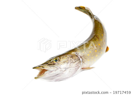 Fish pike isolated on white background 19717459