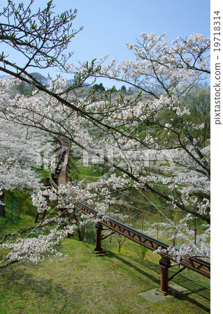 Cherry blossoms at Funaoka Castle Ruins Park (Shibata Town, Miyagi Prefecture) 19718314