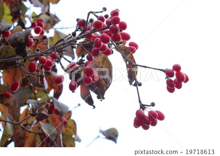 Red fruit of Sanshu 19718613