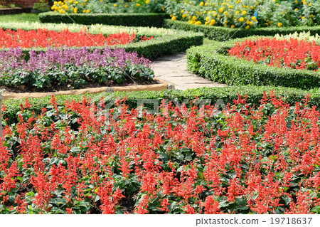 Topiary in an English Formal Garden Topiary in an English Formal Garden 19718637