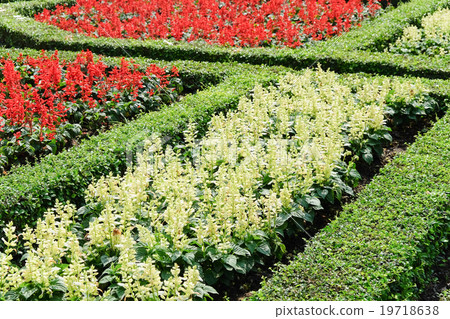 Topiary in an English Formal Garden Topiary in an English Formal Garden 19718638